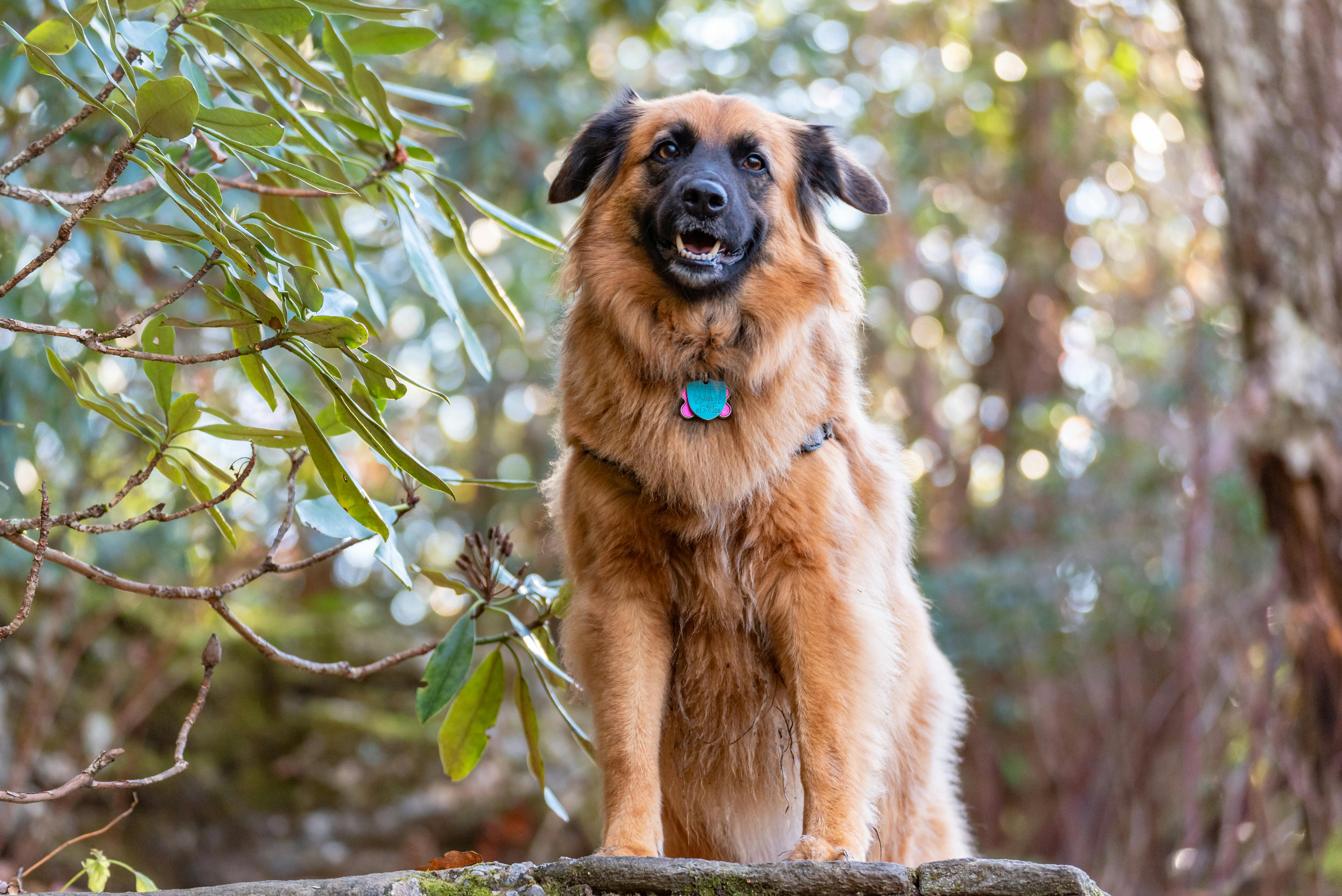Guest walking dog at RV park